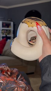 All I Need ✨Follow Gizmo for more cuteness ✨ #fyp #pet #animal #snakes #reptiles #funny #funnyanimals #cuteanimals #cute #python #snakeshed #herpetology #reptile#snake #instasnake #instareptile #snakesofinstagram #serpent #serpiente #serpientes #serpenti #serpente#serpentes #schlange #fyp #animal #pet #silly #funny | Veronica Robles - Gizmo Account