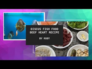 Discus Fish Beef Heart Recipe