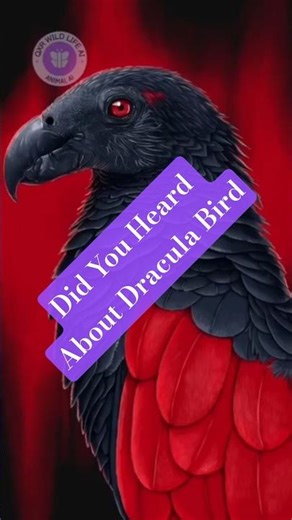 Did you Hear Before Bird like Dracula |The Rare Gothic Bird of New Guinea 🦜