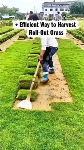 • Efficient Way to Harvest Roll‑Out Grass