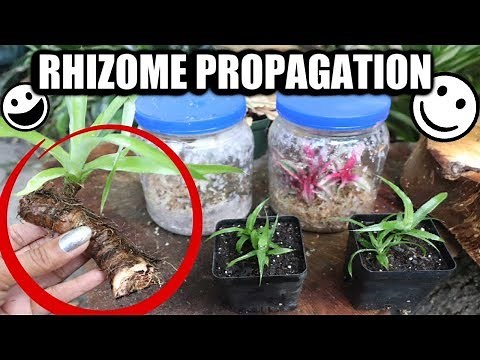Rhizome Propagation & Bromeliad Care - Pot & Grow / Tips & Tricks
