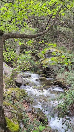Forest Stream White Noise 🌿 Calming Water Sounds for Studying & Relaxation (4K)