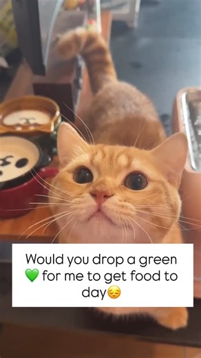@felinar_lifeline_home on Instagram: "Would you drop a green for me to get food to day"