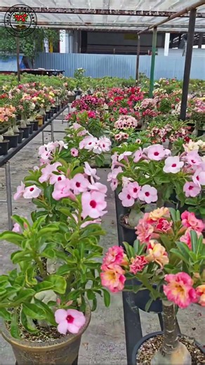 Buy Rare Imported Adenium Plant Online Shopping 🛍️ #adenium #plants #flowers #garden