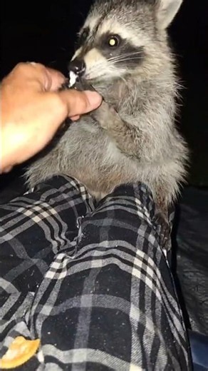 Baby Raccoon Nose! Sooo Cute