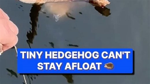 Hero saves hedgehog struggling to swim out of lake