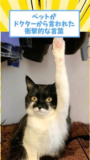 ペットがドクターから言われた衝撃的な言葉www #猫 #犬 #ペット #動物 #2ch #shorts