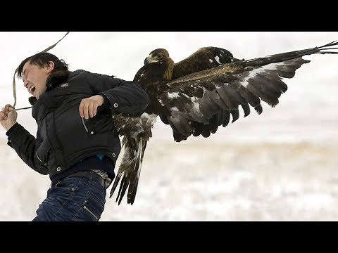 LIVE - Eagle attacks on Humans - How often, how dangerous?