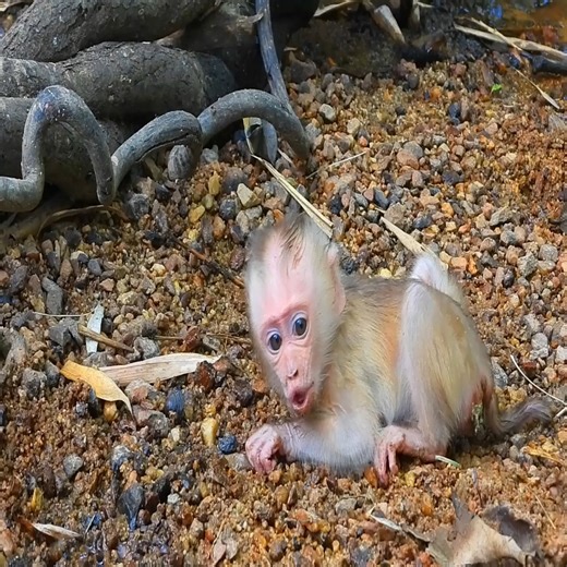 The new baby monkey that was stuck in the hole when my mother pulled it out | Monkey Rainbow