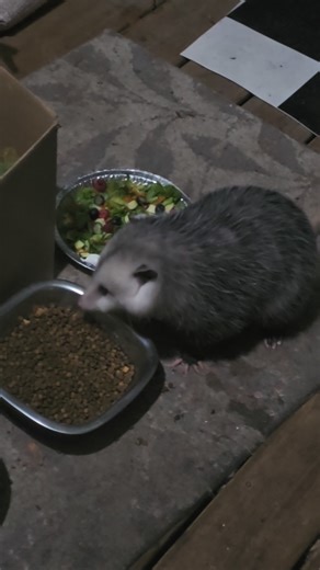 Linda Birks on Reels