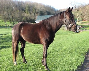 Racking Horse Info, Origin, History, Pictures