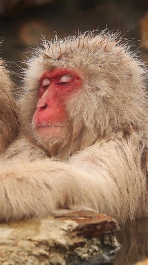 Animals always make time to relax. Spa World is here to help humans do the same. Because relaxing is in our nature too. | Spa World NZ