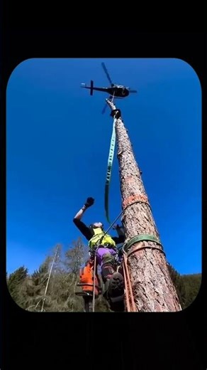 Helicopter Tree Cutting: How They Remove Massive Trees from Dangerous Heights