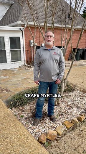 CRAPE MYRTLE PRUNING 101 | Mississippi State University Extension Service