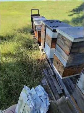 POV Beekeeping 👓 | Savanna Apiary | Smoker Setup with Goldenrod & MAQ Treatment Prep 🐝