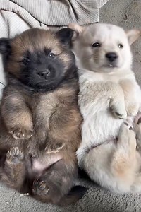 Cute Puppies of The Day Cuteness Overloaded 🐶😘😘 -EPS1305 ⁨@CuteAnimalShare⁩ #dogs #puppies #babyanimals #cutenessoverload #cutestpuppies #adorablepuppies #dogslovers #dogslife #happydogs #puppylove | Cuteanimalshare