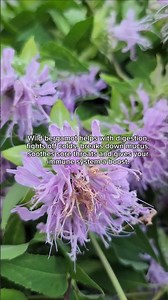 Foraging Wild Bergamot | Uses, Benefits & Herbal Wisdom #wildbergamot