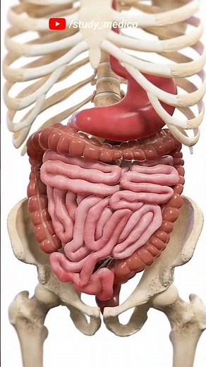 Full Digestive System 3D Animation | Human Body Anatomy Explained 🍽️