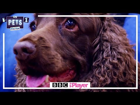 EXCLUSIVE! Brand New The Pets Factor Series 8 Starts Sunday 6th June on CBBC & iPlayer!