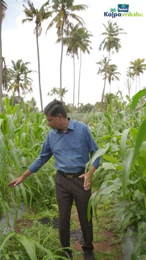 Multi-cropping with corn, brinjal and tomato in coconut farm