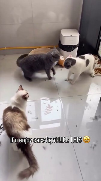 Incredible Kitten Combat!