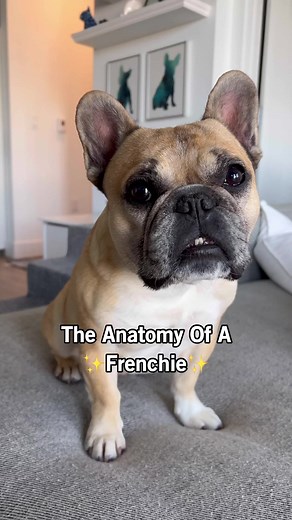 The anatomy of a frenchie #frenchbulldogs #frenchiepuppy #anatomy | Gus Gus In The City
