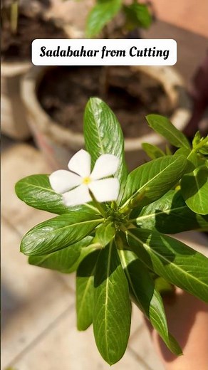 How to grow sadabahar from cutting | Sadabahar plant cutting | | Vinca plant from cutting | Garden