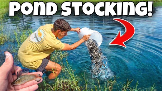 Stocking my pond with tons of wild molly fish!