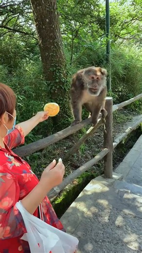 28K views · 436 reactions | Is this the most ferocious monkey in the monkey world Ferocious Tibetan monkey attacks humans | Monkey Dody | Facebook