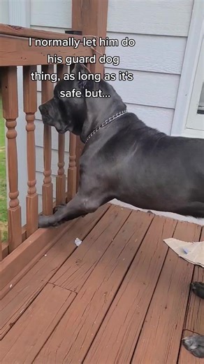 Meet Achilles: The Brave Cane Corso Puppy on Guard Duty