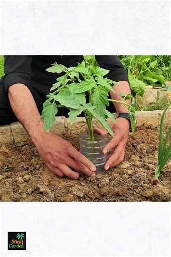 Plant Tomatoes Like THIS… and Watch Them Explode With Growth