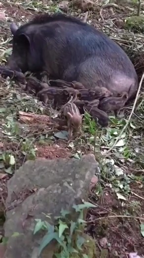 632K views · 9.2K reactions | Wild boar and 100 baby!! | Mahadir | Facebook