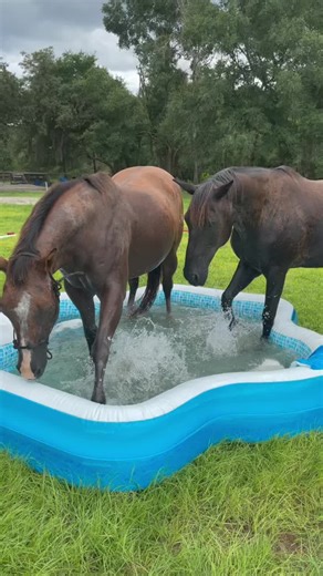Poolside Fun with Pomelo Horse: Horsin' Around in the Summer Heat