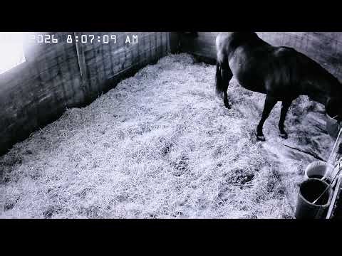 Live Foal Watch with Raven 🐴👀 | Watch Live Cam 01.27.2026
