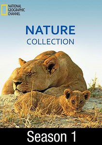 Nature Collection: Climbing Redwood Giants