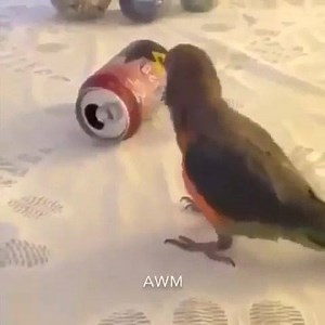 Birb | Sean Bean The Meme Bean Machine