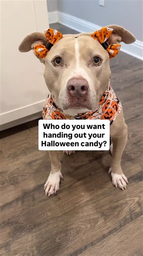 Smuckers | Happy Halloween! Who are you choosing to hand out your candy? #dogs #pitbulls #cutedogs | Instagram