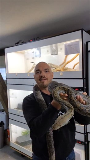 🐍✨ Große News für unseren Netzpython! ✨🐍 Er darf in ein neues Zuhause umziehen – und ich könnte nicht glücklicher sein. 💚 Ich kenne die Bauprojekte, ich weiß, wie viel Platz er künftig zur Verfügung haben wird – und hier wurde nicht gespart, sondern richtig investiert. Genau so muss das sein! 🙌 Noch besser: Er zieht zu einem sehr erfahrenen Zootierpfleger. Fachwissen, Routine, Leidenschaft – bessere Voraussetzungen kann man sich kaum wünschen. Ich bin wirklich stolz, dass wir für ihn so ein 