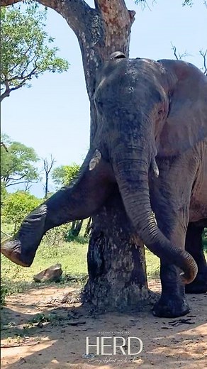 Elephants enjoy a good scratch!