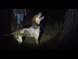 Coon Hunting 2021