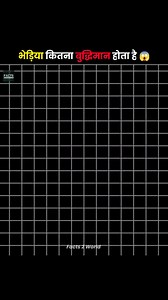 How Clever Is A Wolf 😱 #facts #knowledge #information #fblifestyle #amazingfacts #wolf #animals | Facts 2 World