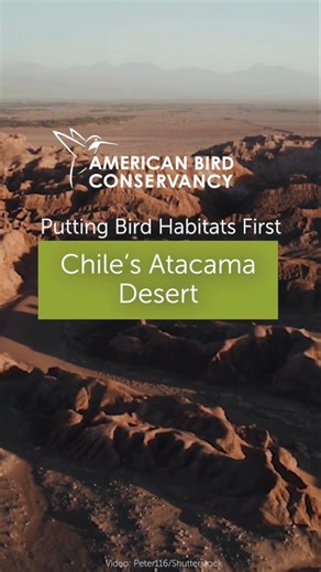 The Atacama Desert in northern Chile is among the driest places in the world. “The setting is absolutely alien,” said Sea McKeon, ABC's Marine Program Director. “The soils are caustic. It's essentially a barren place. And for that reason, because of that barrenness, it's a safe place for these birds to breed.” The birds in question are the Near Threatened Markham's Storm-Petrel and the Endangered Peruvian Tern. As their names indicate, both species are seabirds, and yet they make their nests awa