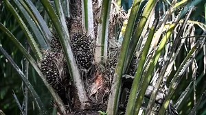 47K views · 437 reactions | While palm oil is known for being cheap and controversial, red palm oil is artisanal made and much more expensive. | Business Insider Africa | Facebook