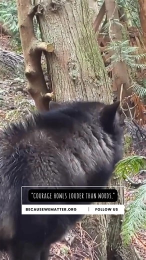 Our rescued wolves remind us daily that courage isn’t silent—it howls. Though they cannot return to the wild, they live with strength, dignity, and freedom here at sanctuary. We are honored to rescue them, protect them, and share their voices with the world. #CourageHowls #RescueWolves #BecauseWeMatter #WolfConservation #ExoticAnimalRescue #VoicesForTheVoiceless #FearlessAndFree #AnimalSanctuary | Because We Matter