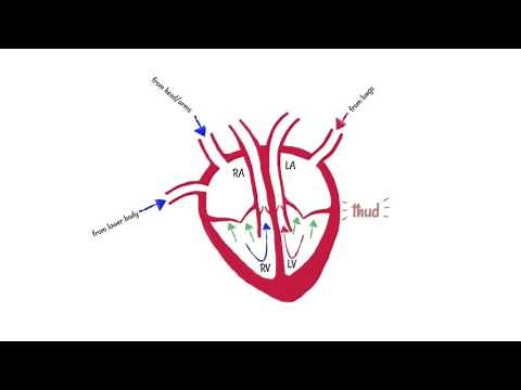 The Heartbeat Sound (Lup-dup)