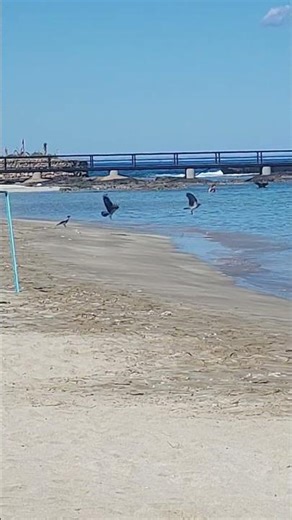 Birds on the beach