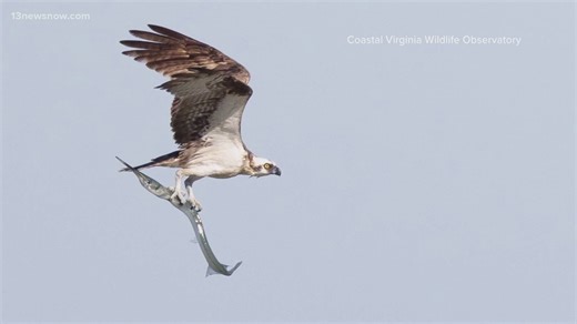 Coastal Virginia Wildlife Observatory's hawk watch underway at Kiptopeke State Park