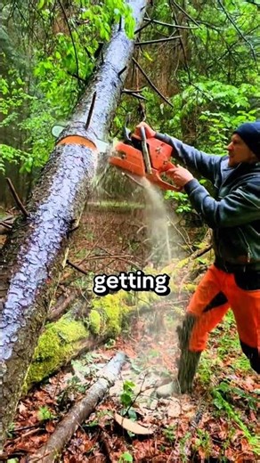 is this a good way to cut a leaning tree #chainsaw #wood #logging #sawblade #woodworking