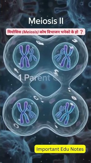 meiosis cell division