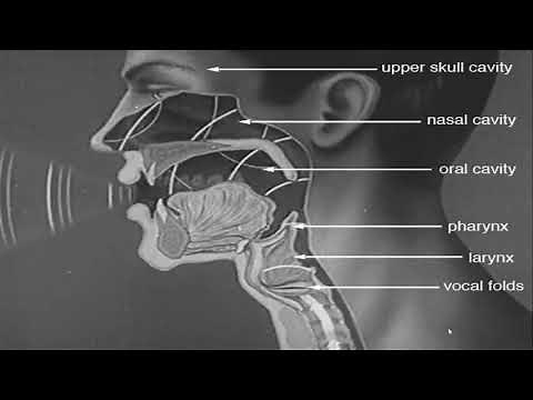 Phonetics - Speech Mechanism - The Phonatory System